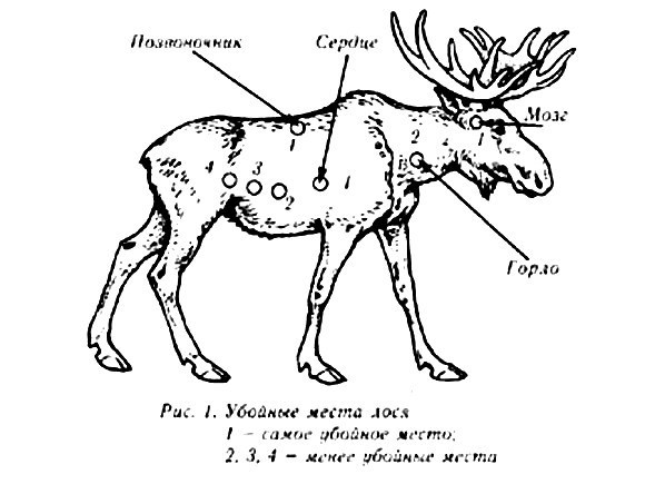 Убойные места лося