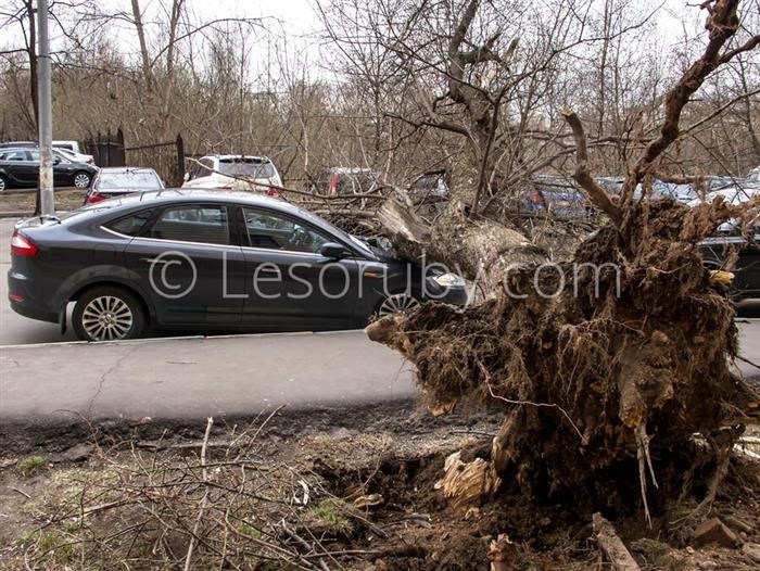 Аварийное дерево упало на автомобиль